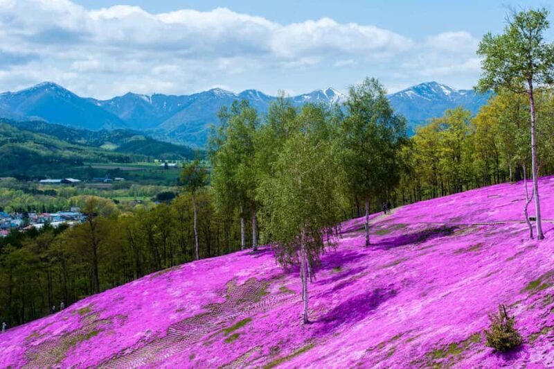 Eastern Hokkaido: Shibazakura & Tulip Park Day Tour - Good To Know