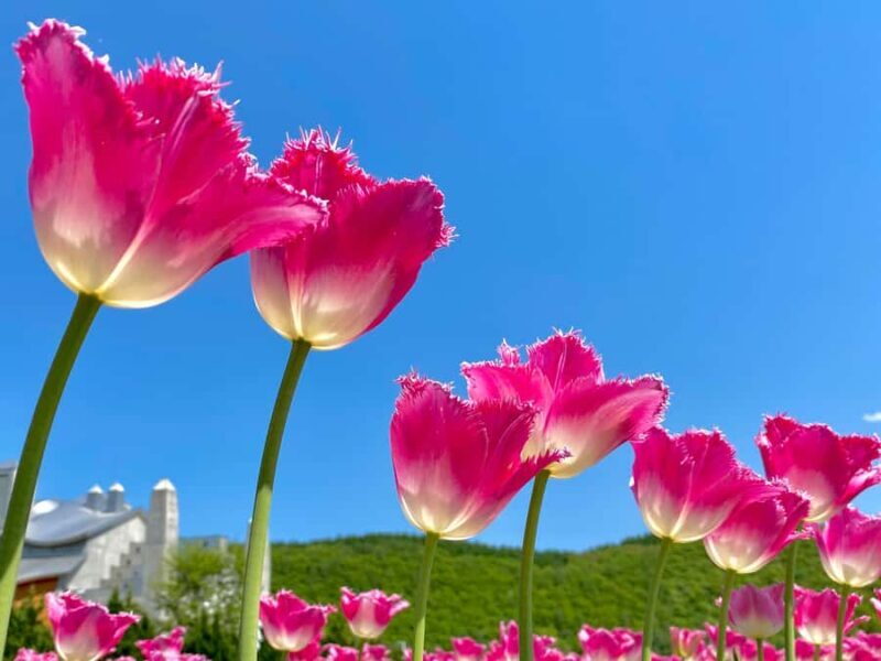 Eastern Hokkaido: Shibazakura & Tulip Park Day Tour - The Value of This Experience