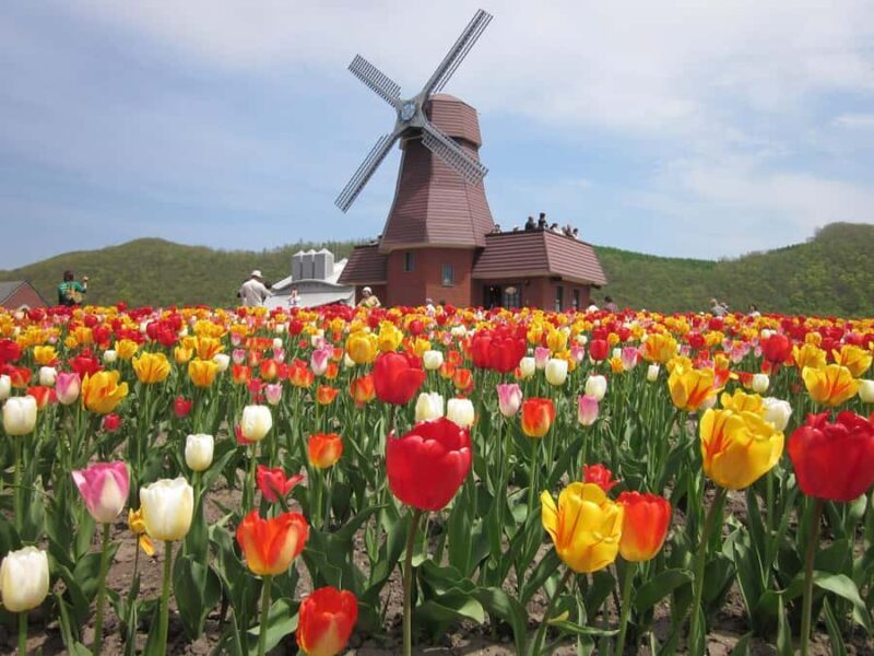 Eastern Hokkaido: Shibazakura & Tulip Park Day Tour - Good To Know