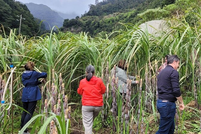 Eastern Madeira Sustainable Tour in a 4x4 With Lunch - Additional Tour Information