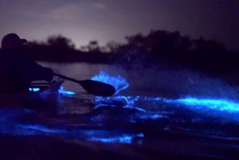 Eastsound: Orcas Island Bioluminescent Kayak Tour - Good To Know