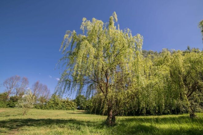 Easy Gravel Bike Tour With Organic Pic Nic in the Park - Bike Rental Options