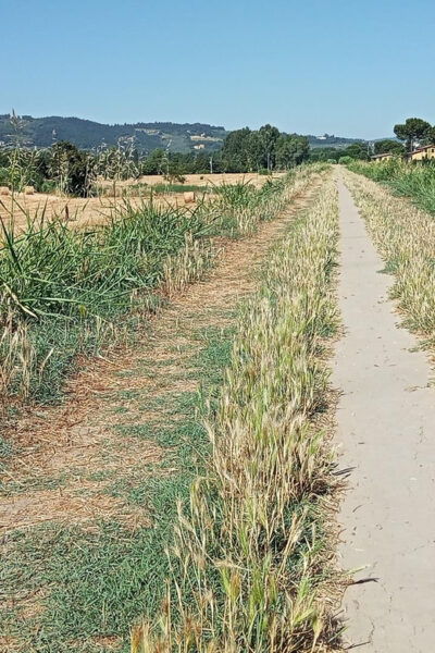 Easy Gravel Bike Tour With Organic Pic Nic in the Park - Important Information