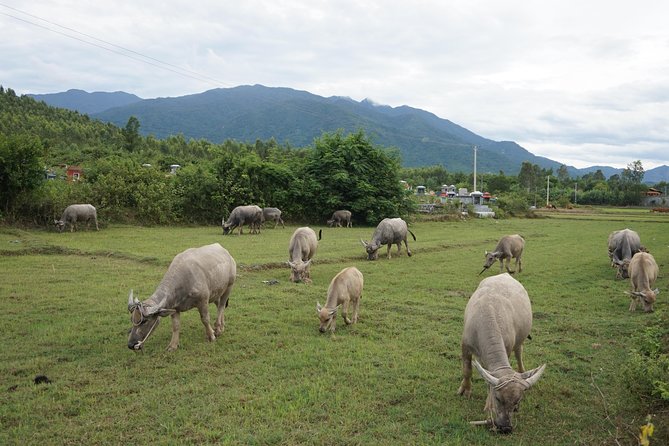 Easy Rider Hoi An to DaLat 5 Day Tours - Traveler Reviews