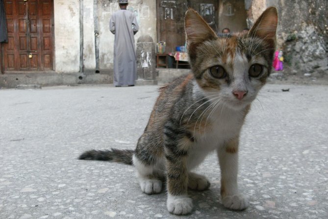 Easy Stone Town Tour - Accessibility Information