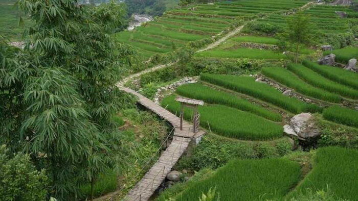 Easy Trek in Sapa Mountain : Y Linh Ho - Lao Chai - Ta Van - Customer Testimonials