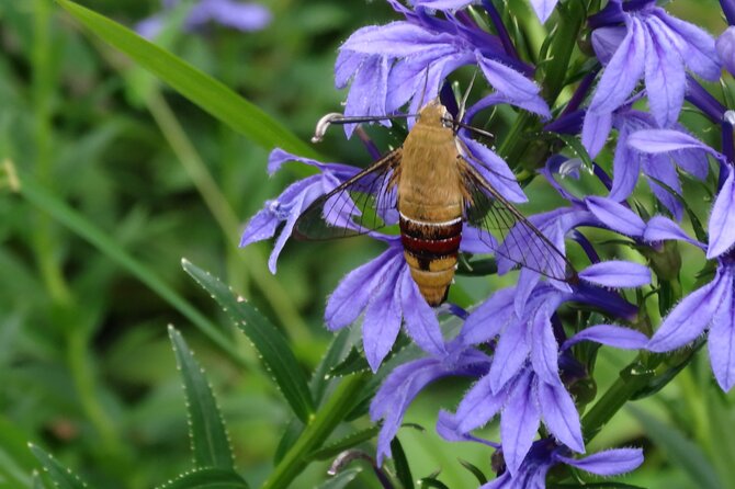 Easygoing Nature Walk in Hakone Tour - Overview and Inclusions