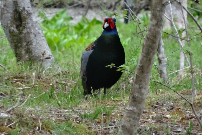 Easygoing Nature Walk in Hakone Tour - Meeting and Pickup
