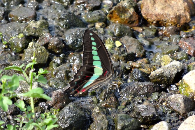 Easygoing Nature Walk in Hakone Tour - Hakone Botanical Garden of Wetland