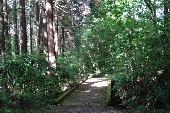 Easygoing Nature Walk in Hakone Tour - Umbrella