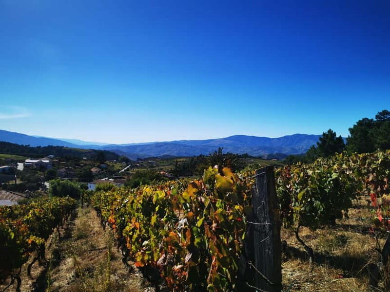Eat in the vineyards like a Duriense - An Introduction to an Authentic Portuguese Culinary Experience