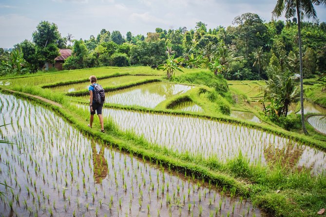 Eat Pray Love Bali Private Tour – Full Day - Reviews
