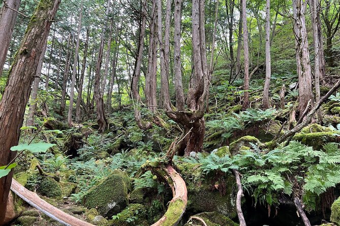 Ebike Tour in Lake Shirakaba and Tateshina Highland Japan - The Sum Up