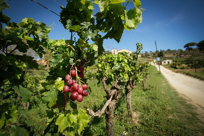 Ebike Tour, Winery, Wine Tasting & Sailing Experience(Car Option) - Common Questions