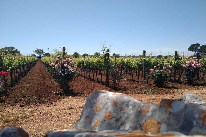 Ebike Tours: Alberobello and the Wines of Valle Ditria - The Sum Up