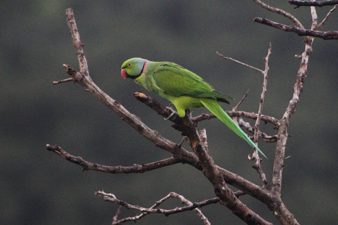 Ebony Forest Reserve Chamarel: Endemic Birdwatching Guided Tour - Tour Details