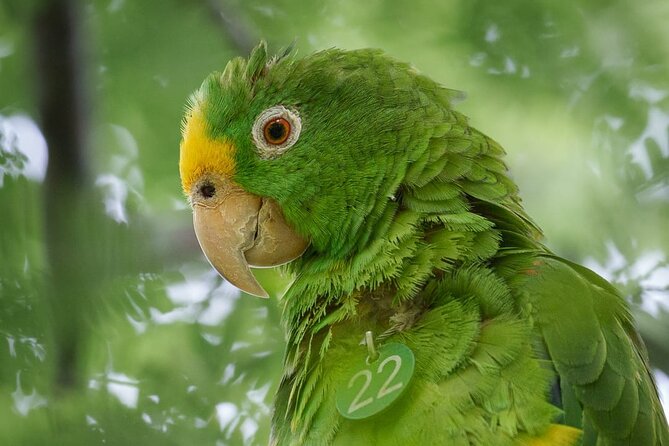 Eco Adventure and Volunteering at the Parrot Sanctuary in Bolivar - Experience Highlights