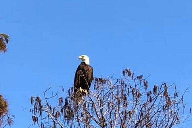 Eco Adventure Scenic Wildlife Boat Cruise - What Makes the Tour Special