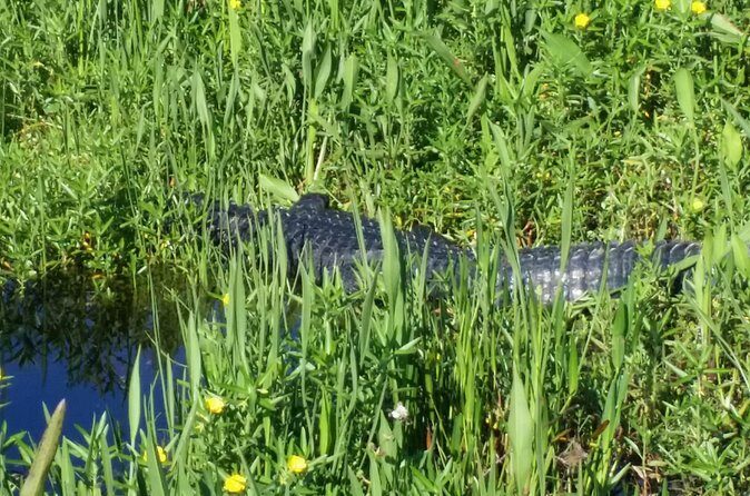 Eco Adventure Scenic Wildlife Boat Cruise - What the Tour Includes and What to Consider