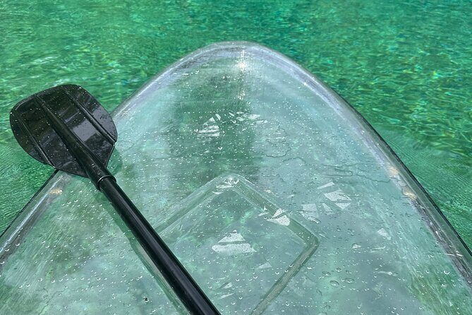 ECO adventure to Cypress Springs by Paddle Board or Kayak - The Sum Up