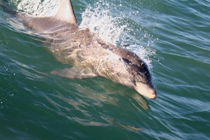 Eco and Dolphin Watch Tour of South Padre Island - Cancellation Policy