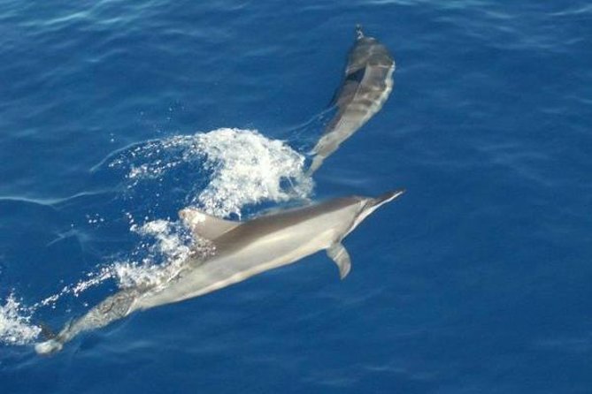 Eco and Dolphin Watch Tour of South Padre Island - Directions