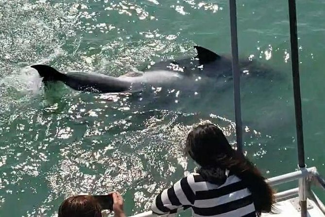 Eco and Dolphin Watch Tour of South Padre Island - The Sum Up
