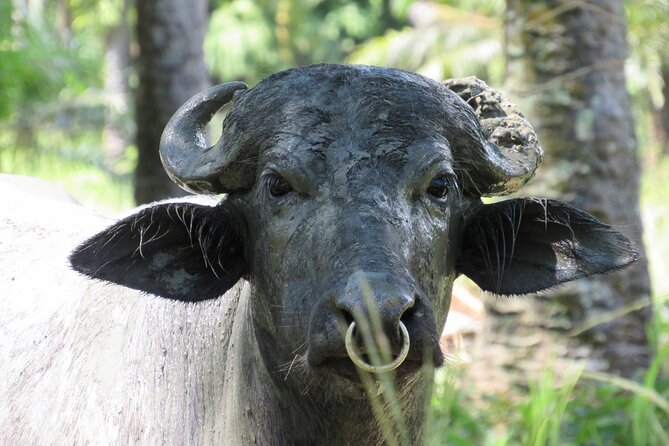 Eco Farm Tour & Water Buffalos - Good To Know