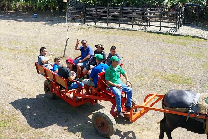 Eco Farm Tour & Water Buffalos - Farm Animals Interaction