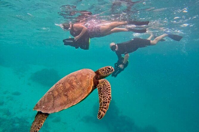 Eco Friendly Sea Scooter Turtle Tour in Rarotonga - Good To Know