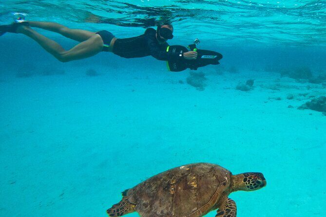 Eco Friendly Sea Scooter Turtle Tour in Rarotonga - What You Can Expect from the Tour