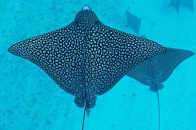 Eco Friendly Sea Scooter Turtle Tour in Rarotonga - FAQ