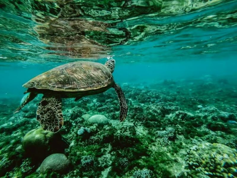 Eco Friendly Village Tour Scenic Ferry & Guided Snorkeling - What the price includes, and what it does not