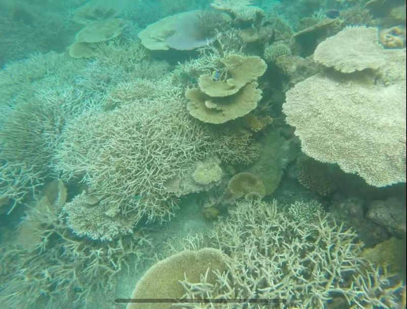 Eco Friendly Village Tour Scenic Ferry & Guided Snorkeling - Who will enjoy this outing most