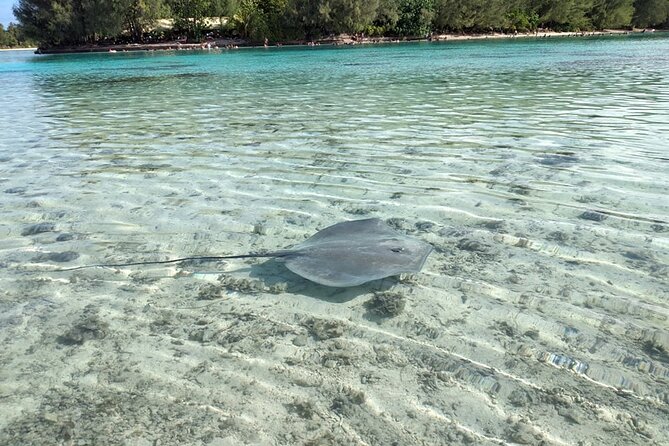 Eco Guided Excursion to the Lagoon of Moorea in a Transparent Kayak Afternoon 2h - Booking Information