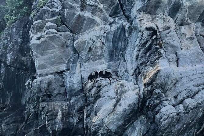 Eco Night Kayak Cruise: Bioluminescent Plankton in Lan Ha Bay - Detailed Review of the Lan Ha Bay Night Kayaking Experience