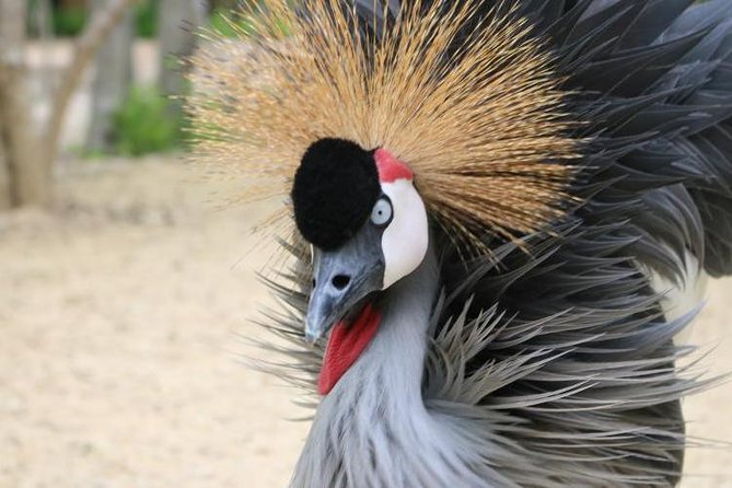Eco Plan National Aviary and Lunch in Playa Mambo Beach Barú - Tour Highlights