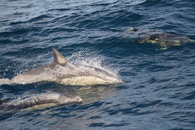 Eco Scenic Cruise - Common Questions