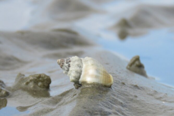 Eco Tour in Auckland - Natural Scenery and Wildlife