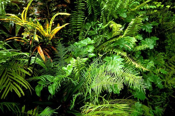 Eco-Tour (Konoko Falls & Fern Gully- From Ocho Rios - Tour Highlights