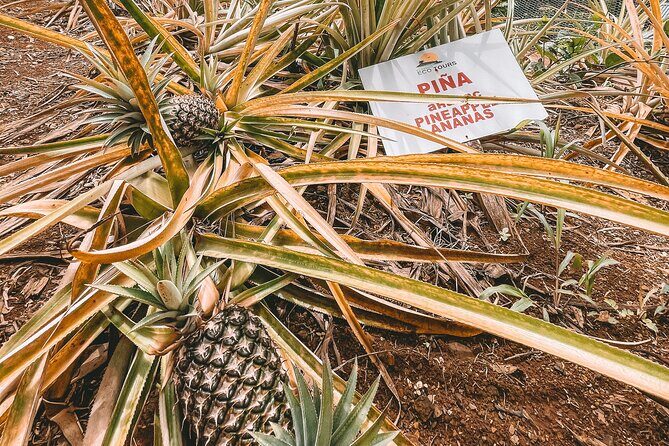 ECO TOUR Playa El Limon (Excursion Multi-activites) - Authentic Experiences & Honest Feedback