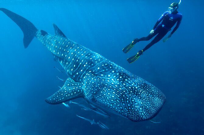 Eco Whale Shark Encounter - Good To Know