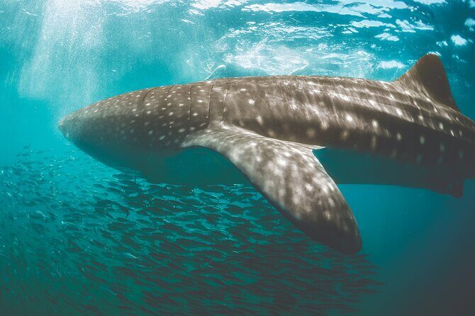 Eco Whale Shark Encounter - The Itinerary: What to Expect on the Day
