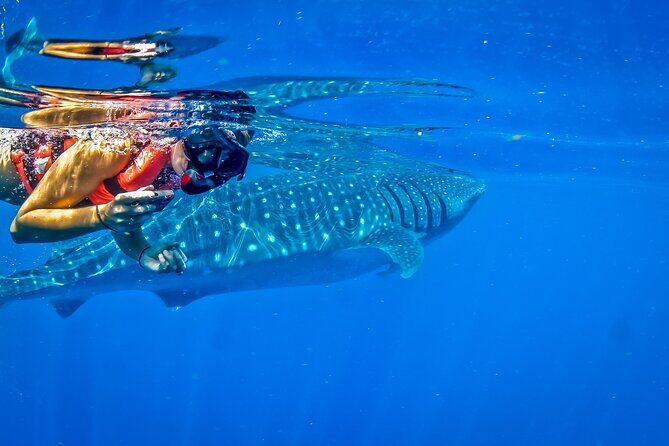 Eco Whale Shark Encounter - Practical Tips for Future Travelers