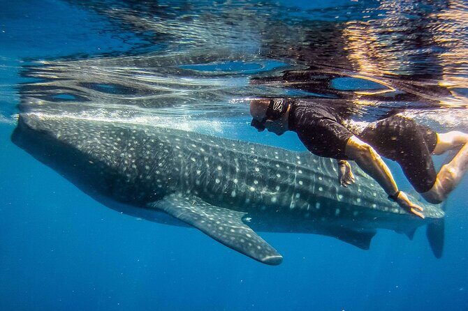 Eco Whale Shark Encounter - The Sum Up: Who Will Love This Tour?