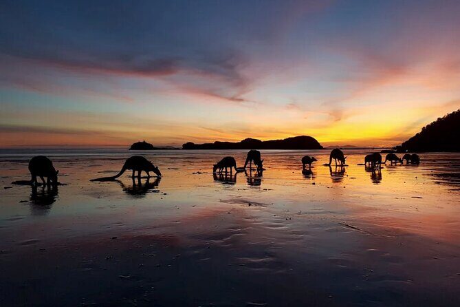 Eco Wildlife Two-Day Tour  Platypus & Kangaroos - Introduction