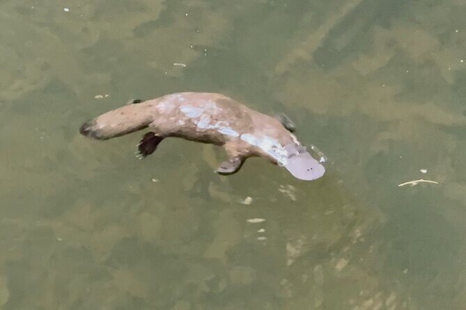 Eco Wildlife Two-Day Tour  Platypus & Kangaroos - Good To Know