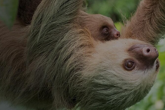 Ecogarden Arenal Sloth Tour - Inclusions and Equipment