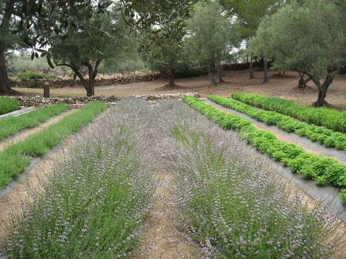 Ecoherbes - Guided Visit to the Botanical Garden - Good To Know