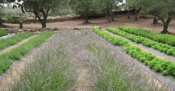 Ecoherbes - Guided Visit to the Botanical Garden - Guided Tour Experience